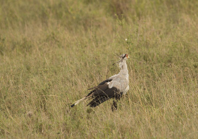 Secretary bird IMG_4665 web 1600.jpg