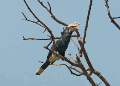 Silvery cheeked Hornbill IMG_4422 web 1600.jpg