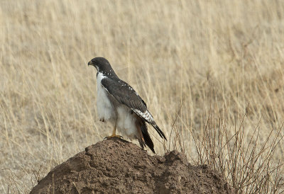 Buzzard IMG_4490   web 1600.jpg