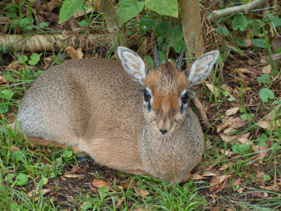 Young DikDik at Arumeru  DSCN0199 web 1400 - Copy.jpg