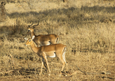 Grant's gazelles  DSCN0225  web1400.jpg