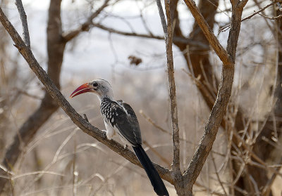 Red billed Hornbill  _1020869  web 1600 - Copy - Copy.jpg