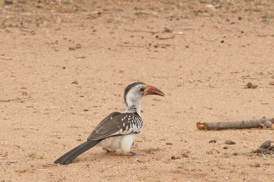 Red billed Hornbill  _1020951 web 1600 - Copy.jpg