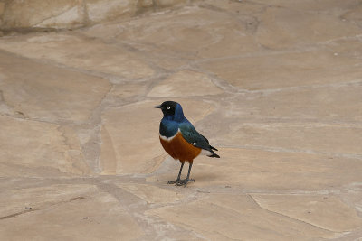 Superb starling   _1020882  web 1600.jpg