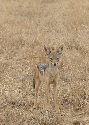 Black backed jackal - see caption below_1020930 web 900.jpg