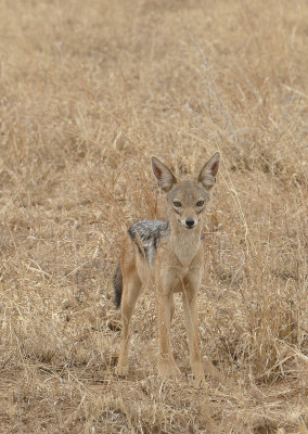 Black backed jackal - see caption below_1020930   web 900.jpg