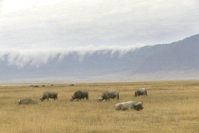 Buffalo, rim of the Ngorongoro crater - see caption_1030038 web 1600.jpg