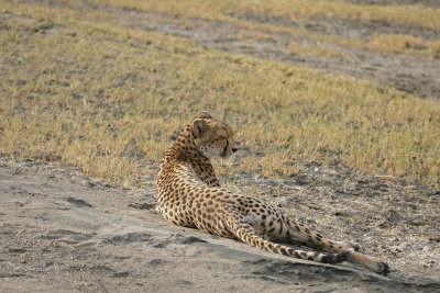 Cheetah nearby  _1030134  web 1600.jpg