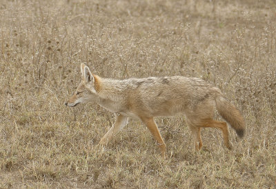 Golden jackal - he's even better camouflaged _1030153   web 1600.jpg