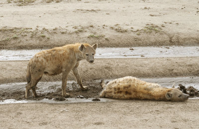 Young jackals after a very big lunch  _1030156   web 1600.jpg