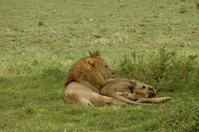 Another pair of young lion brothers  _1030170  web 1600.jpg