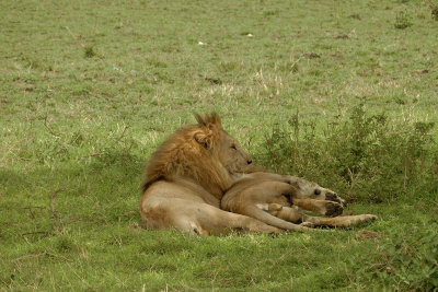Another pair of young lion brothers _1030170 web 1600.jpg