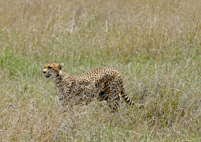 Cheetah, hunting  _1030173   web 1600.jpg