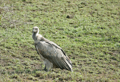Ruppel's Vulture  (Griffon)   _1030208   web 1600.jpg