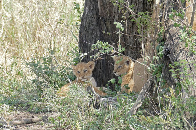 Lion cubs with dead giraffe - see caption  _1030252   web 1600.jpg