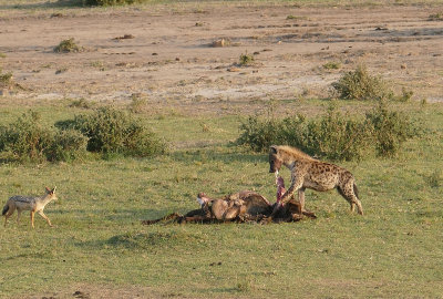 A Hyena, his dinner, and jackals - see caption_1030291   web 1600.jpg