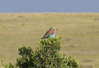 Lilac breasted roller, very far away  _1030313  web 1600.jpg