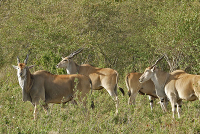 Elands, the largest antelope  _1030316  web 1600.jpg