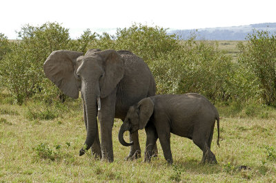 Baby elephant - see caption  _1030330    web 1600 v2.jpg