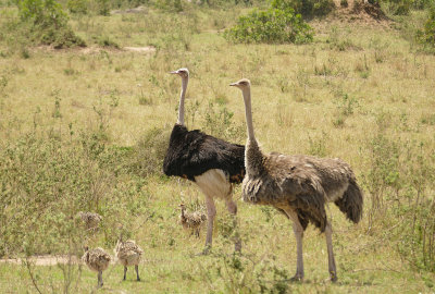 Ostriches - see caption_1030381 web 1600.jpg