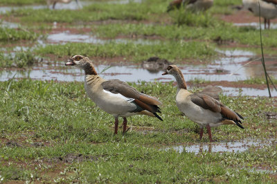 Egyption geese   IMG_4446 web 1500.jpg