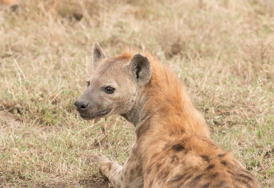 Hyena nearby   IMG_4640 web 1500.jpg
