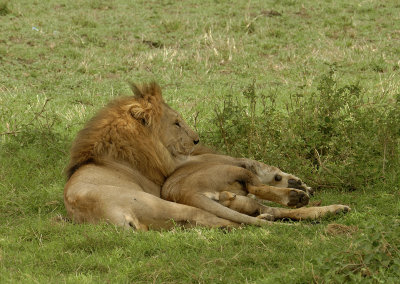 Another pair of lion brothers   _1030170   crop web 1600 - Copy - Copy.jpg