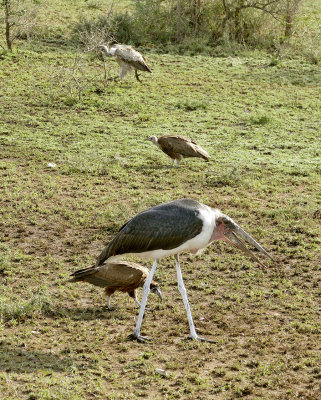 Marabou stork, vultures_1030207 web 1600 - Copy - Copy.jpg