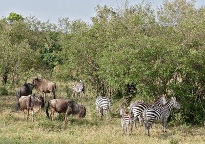 Wildebeest and Zebras, always together on migration _1030321  web 1500 - Copy.jpg