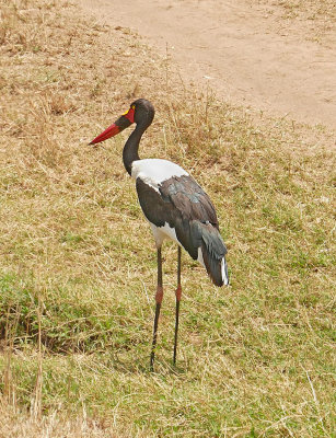 Saddle billed stork _1030393 web 1600 - Copy.jpg