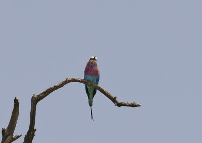 Lilac breasted roller _1030400 web 1600 - Copy.jpg