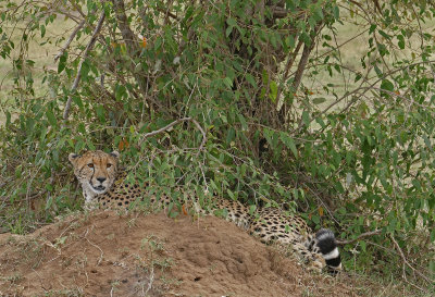 Cheetah, her cubs hidden nearby_1030457 web 1600 - Copy.jpg