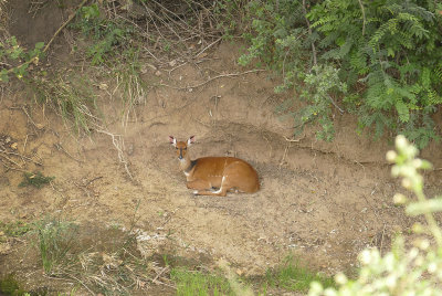Young bushbuck at a distance - see caption_1030491 web 1600 mincrop.jpg