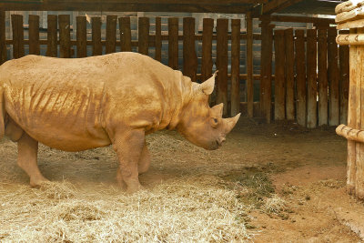 Maxwell, a blind white rhino_1030601 web 1600.jpg