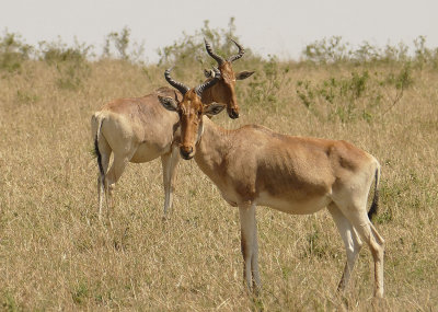 Hartebeest _1030361 - web 1500.jpg