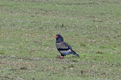 Bateleur Eagle  _1030409   web 1600.jpg