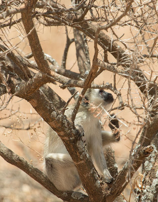 Vervet monkeys, next few images IMG_4110 web 900.jpg