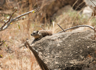 Rock hyrax IMG_4125 web 1500.jpg