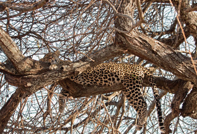 Leopard asleep in a tree IMG_4176 web1600.jpg