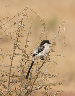 Buffalo weaver IMG_4294 web 900.jpg