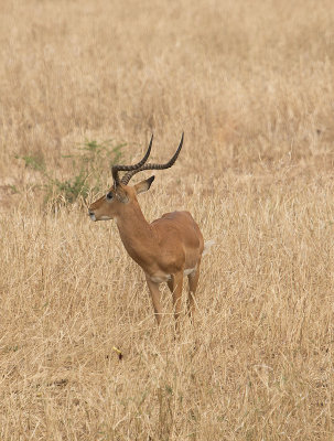 Antelope bachelor IMG_4296 web 1000.jpg