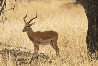 Grant's gazelle IMG_4090  web 1600.jpg