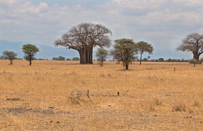 Baobabs IMG_4096 web 1500.jpg