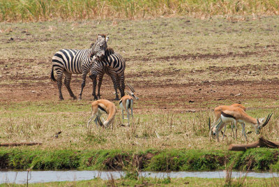 Zebras, play fighting  IMG_4430  web 1500.jpg