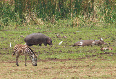 Zebra, hippo, geese IMG_4441 web 1500.jpg