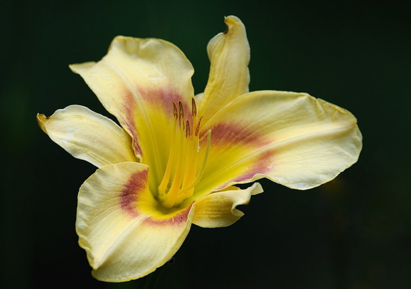 D35_6011.jpg