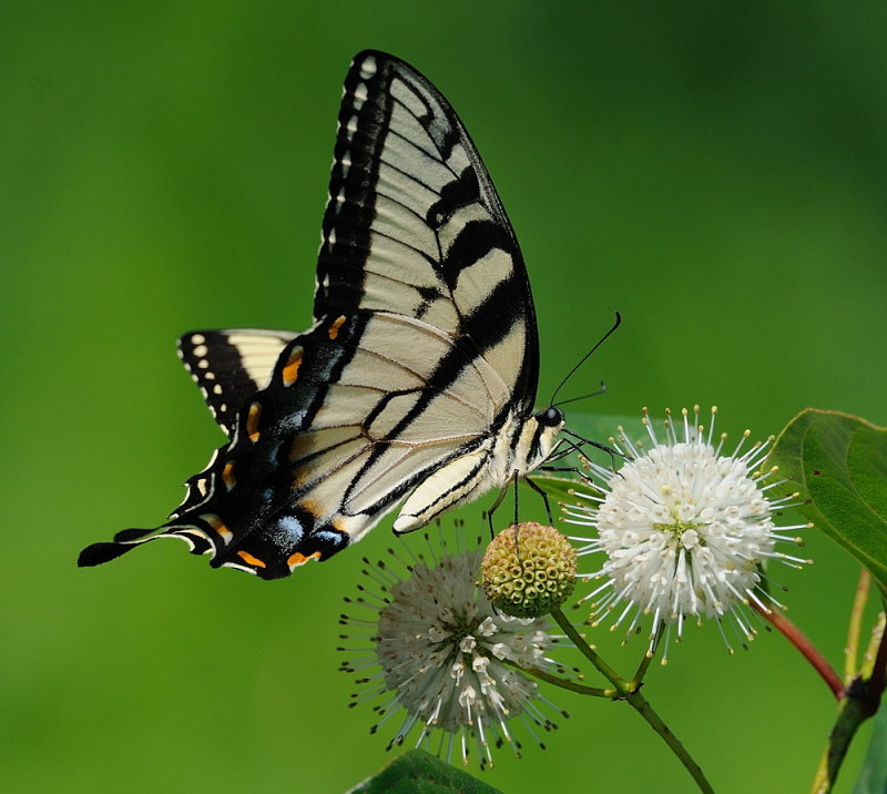 D35_6417.jpg