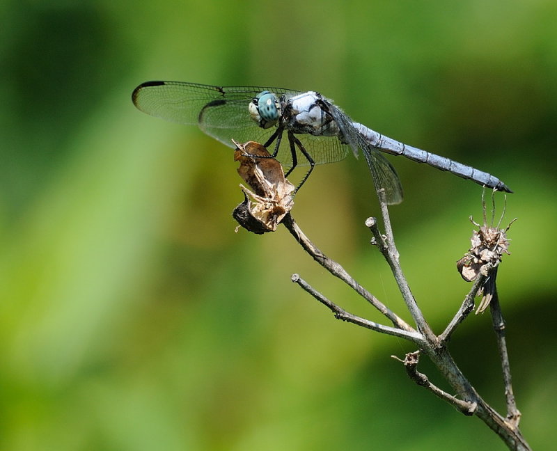 D35_6444.jpg