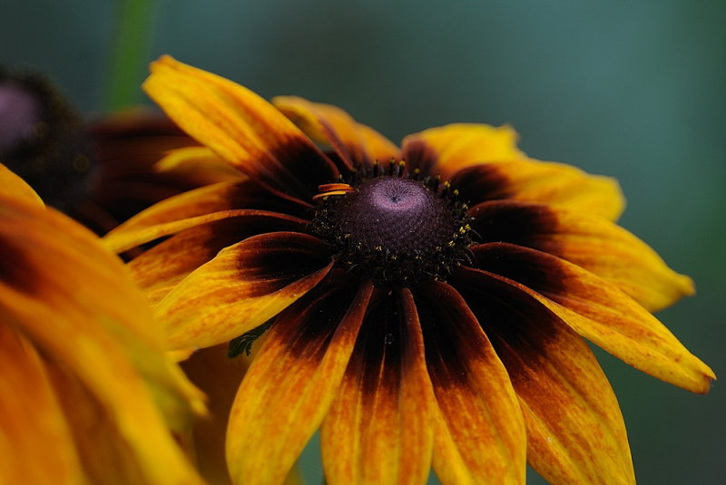D35_6725.jpg