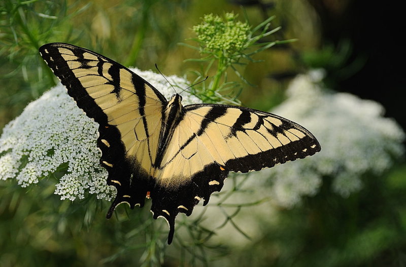 D35_6749.jpg